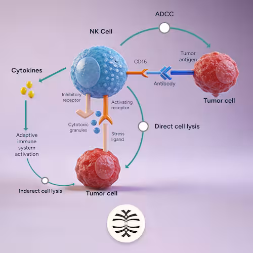 How NK cells work